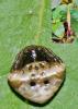 Cyrtarachne ixoides